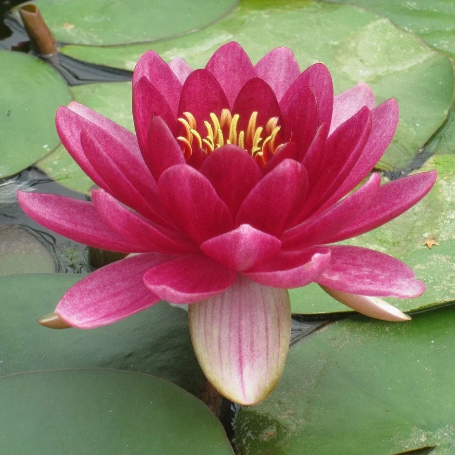Red Water Lily | Nymphaea 'Perry's Baby Red' - Image 2