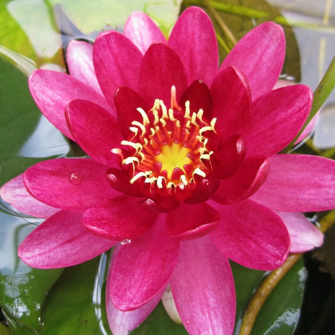 Red Water Lily | Nymphaea 'Perry's Baby Red' - Image 3