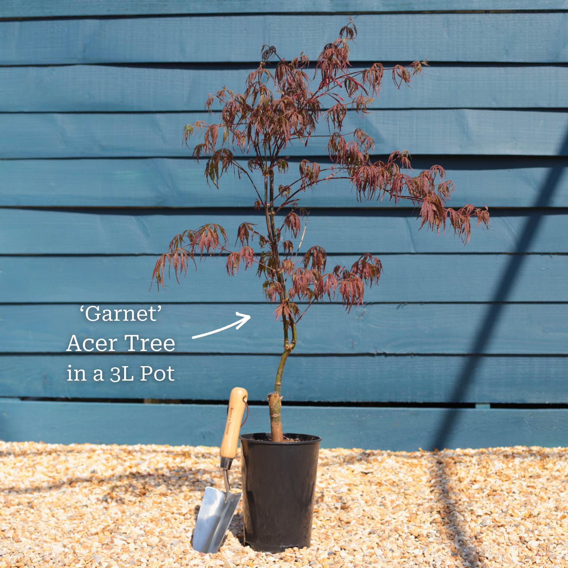 Red Weeping Japanese Maple Tree | Acer palmatum 'Garnet' - Image 3