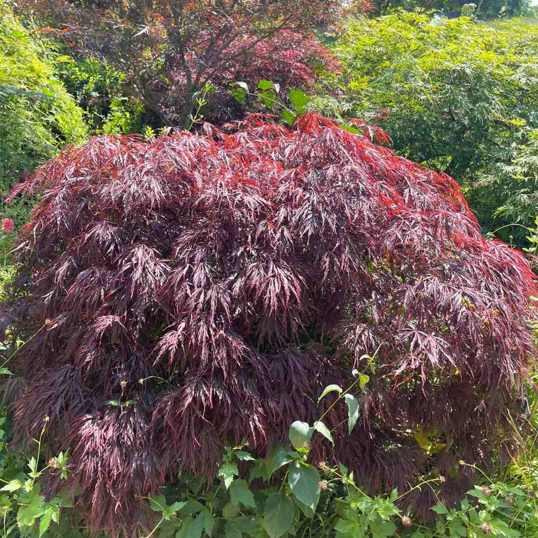 Red Weeping Japanese Maple Tree | Acer palmatum 'Garnet' - Image 4