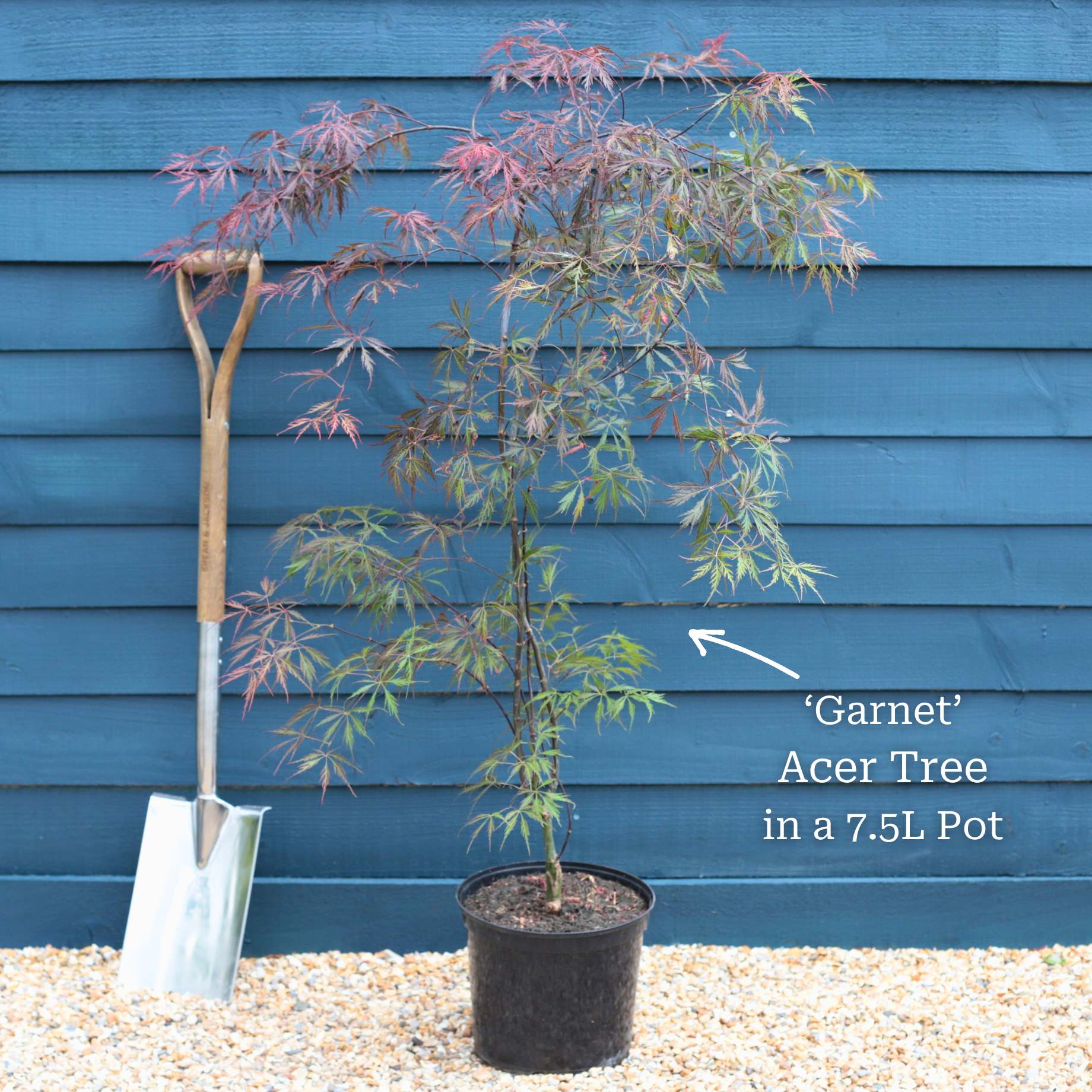 Red Weeping Japanese Maple Tree | Acer palmatum 'Garnet' - Image 6