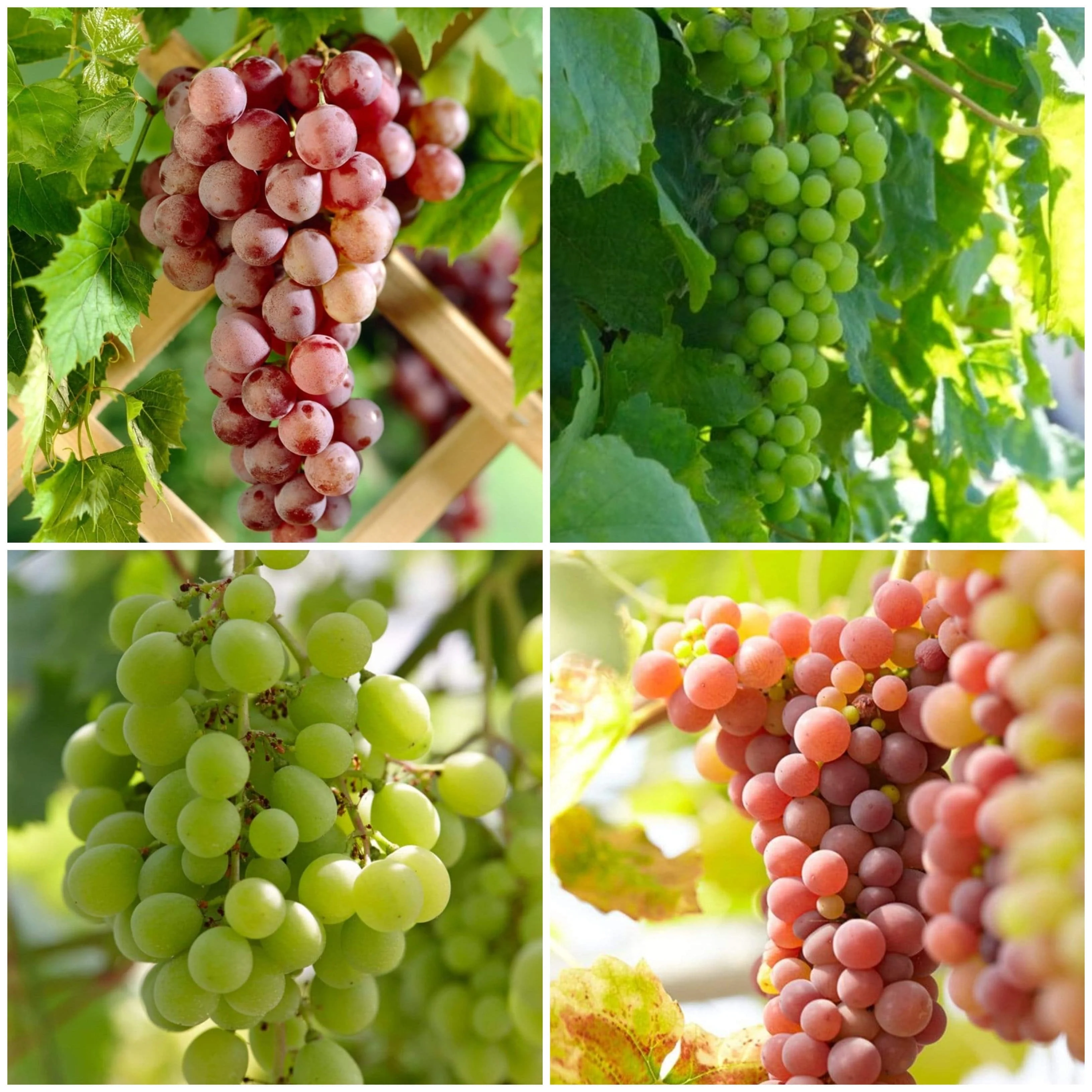 Seedless Outdoor Grape Collection - Image 4