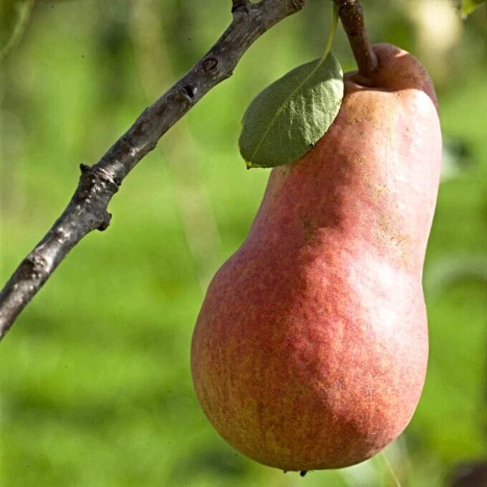 'Red Williams' Pear Tree - Image 4