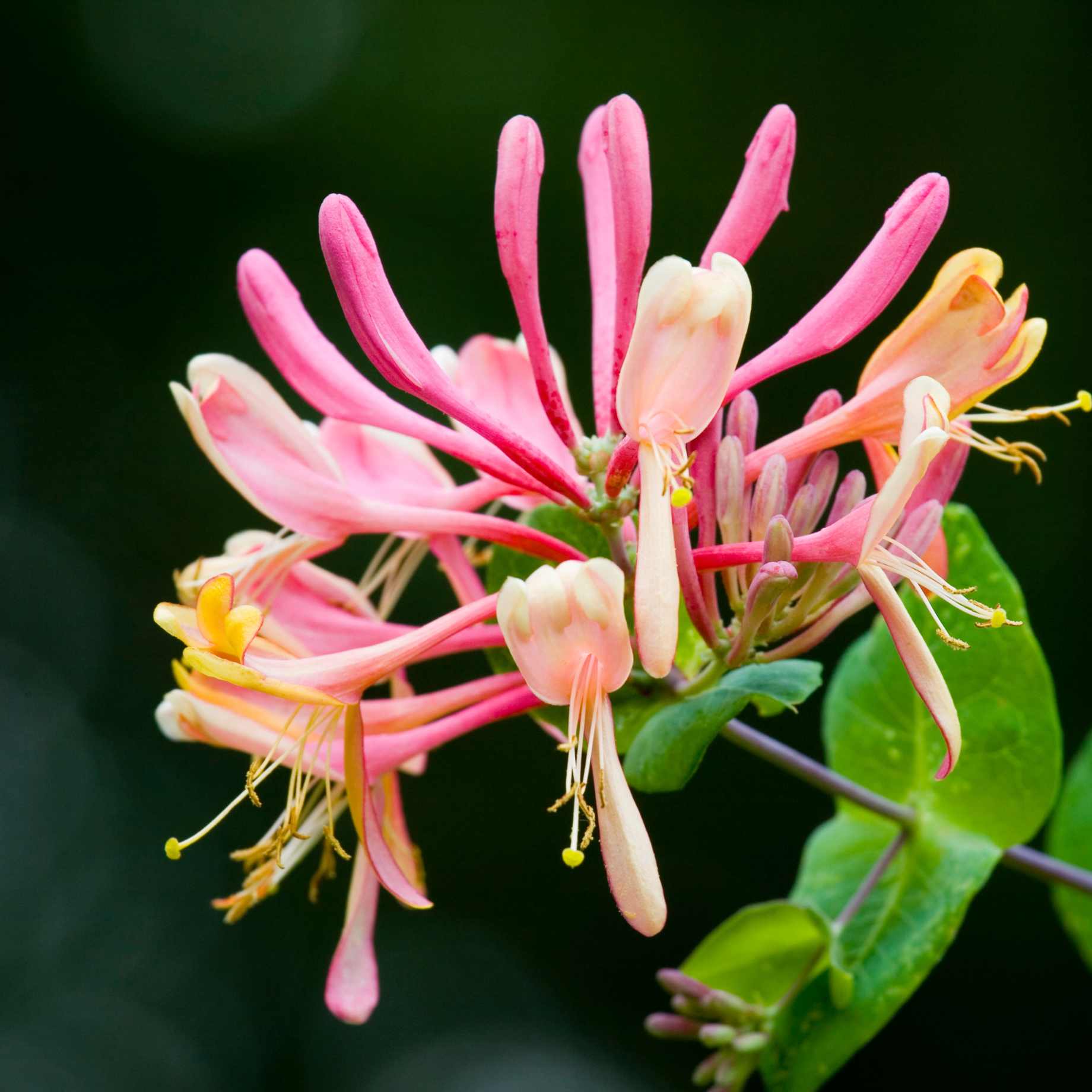 'Red World' Japanese Honeysuckle | Lonicera japonica