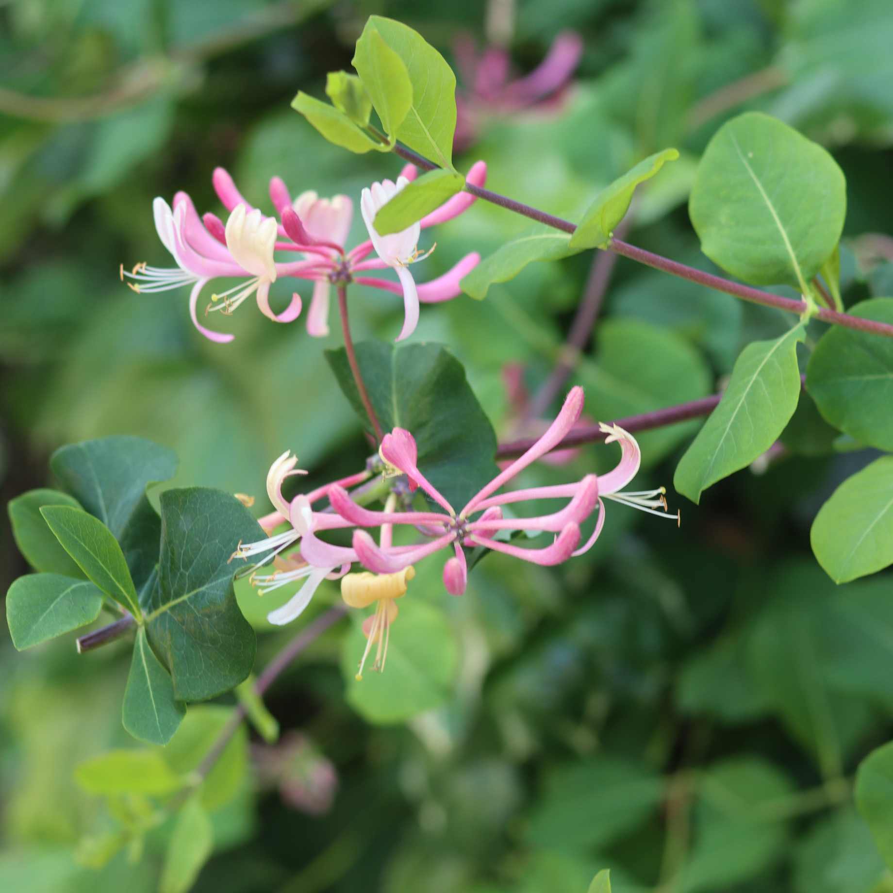 'Red World' Japanese Honeysuckle | Lonicera japonica - Image 3
