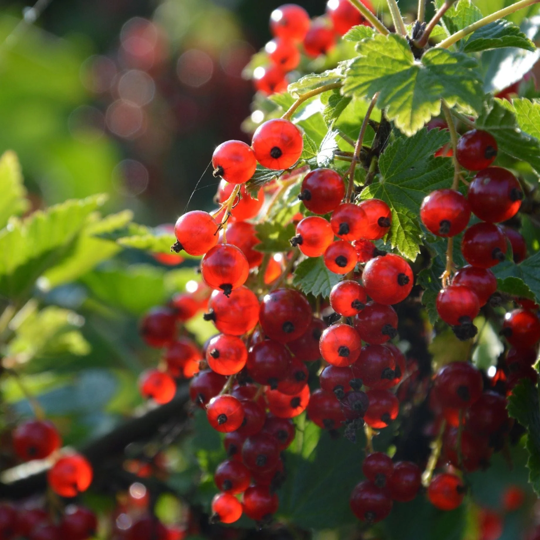 'Redstart' Redcurrant Plant