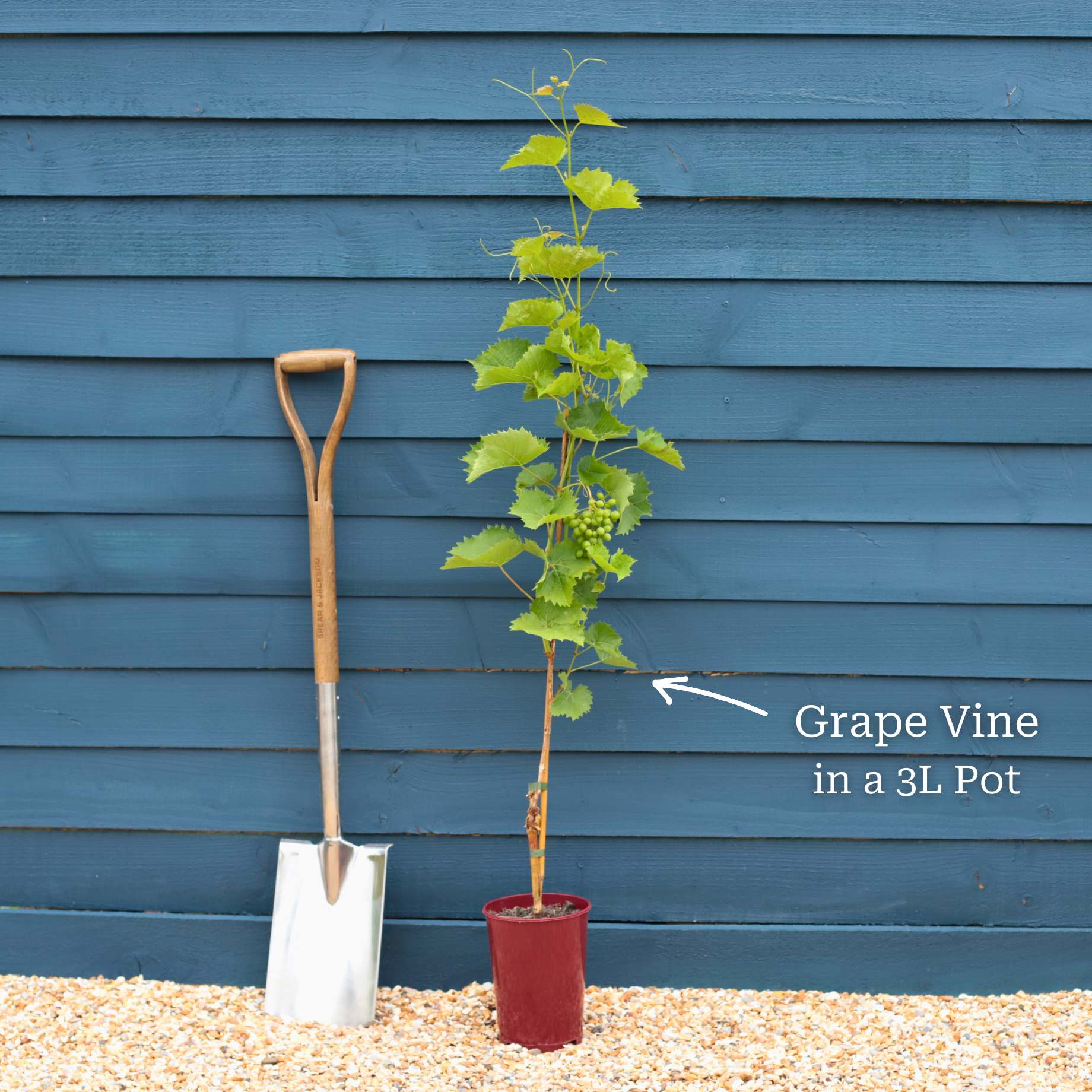 'Black Hamburgh' Indoor Grape Vine - Image 3