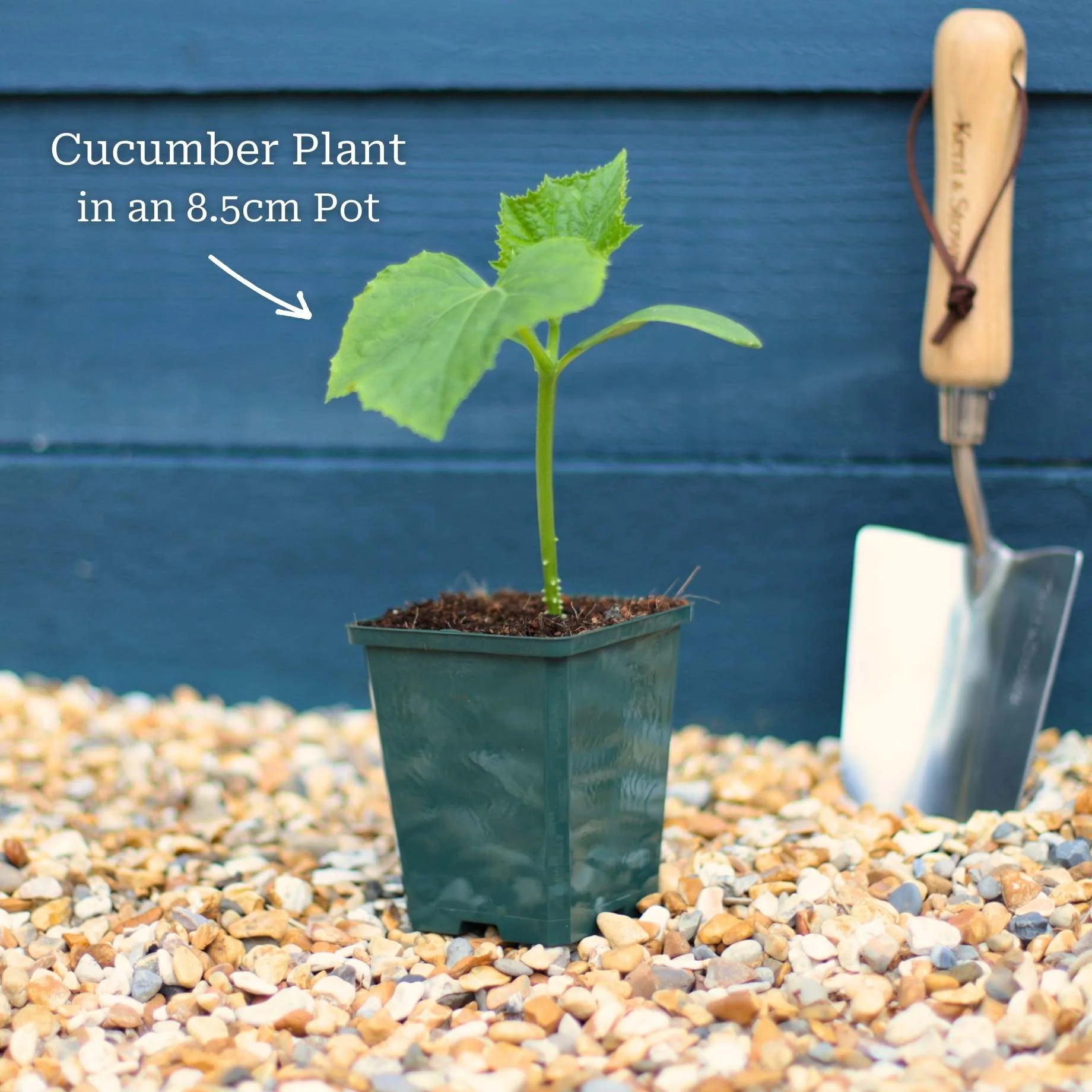 Vegetable Plants for Pots - Image 5