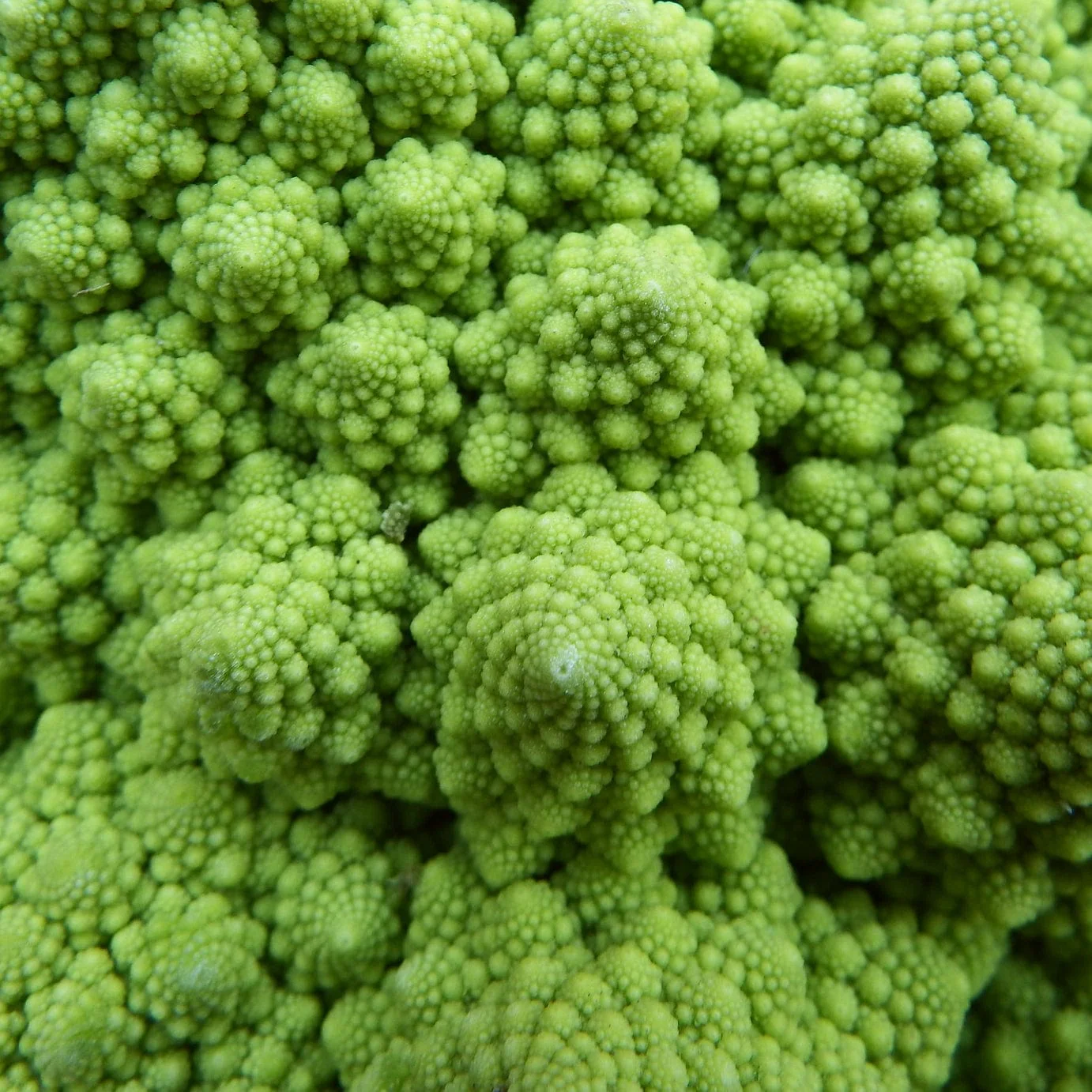 'Romanesco' Cauliflower Plants - Image 3