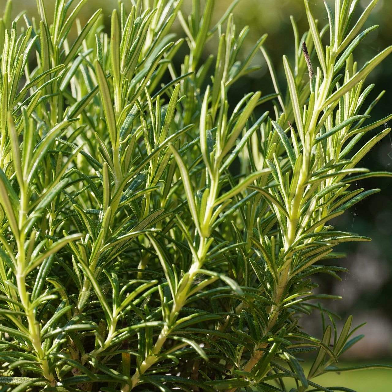 Rosemary Plants