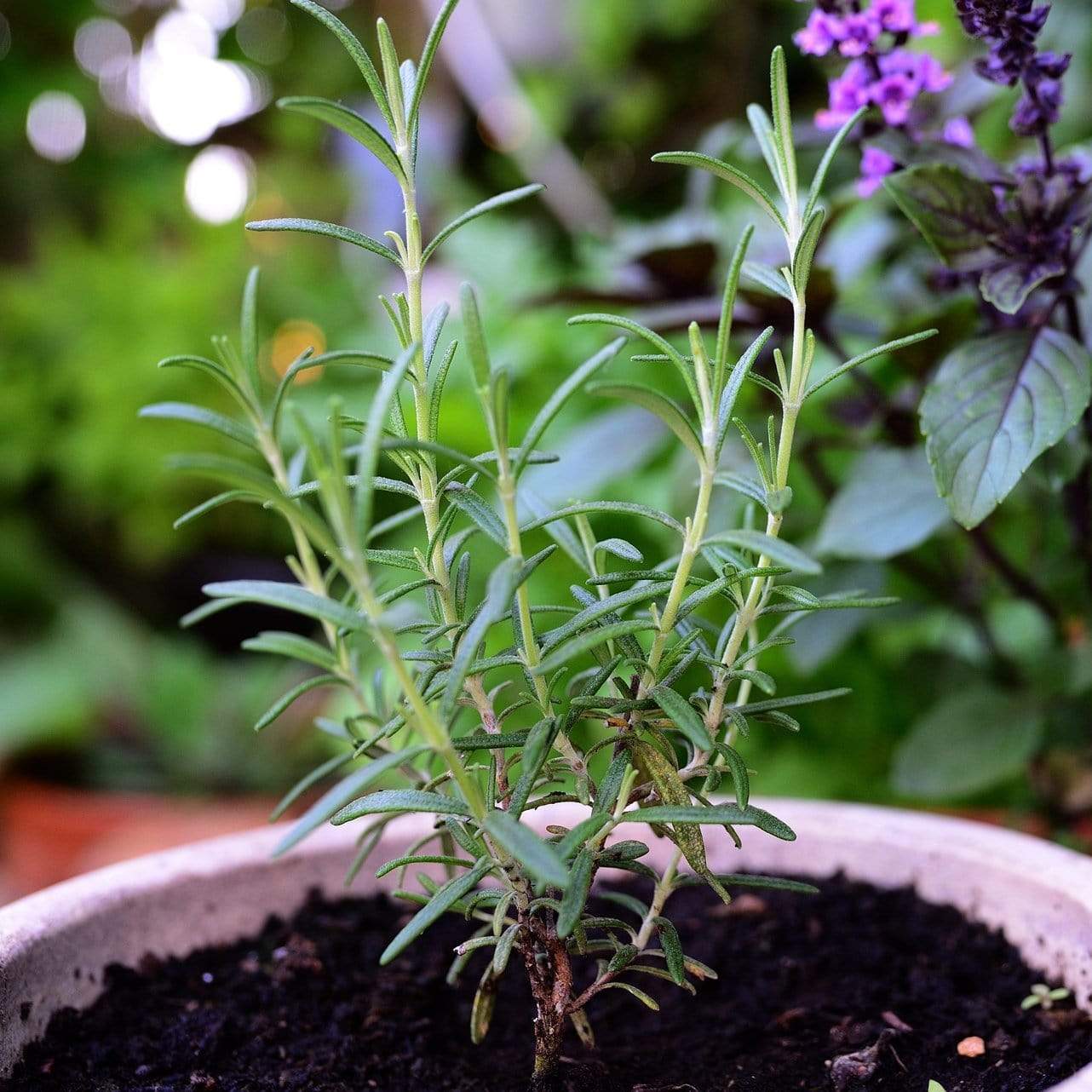 Rosemary Plants - Image 2