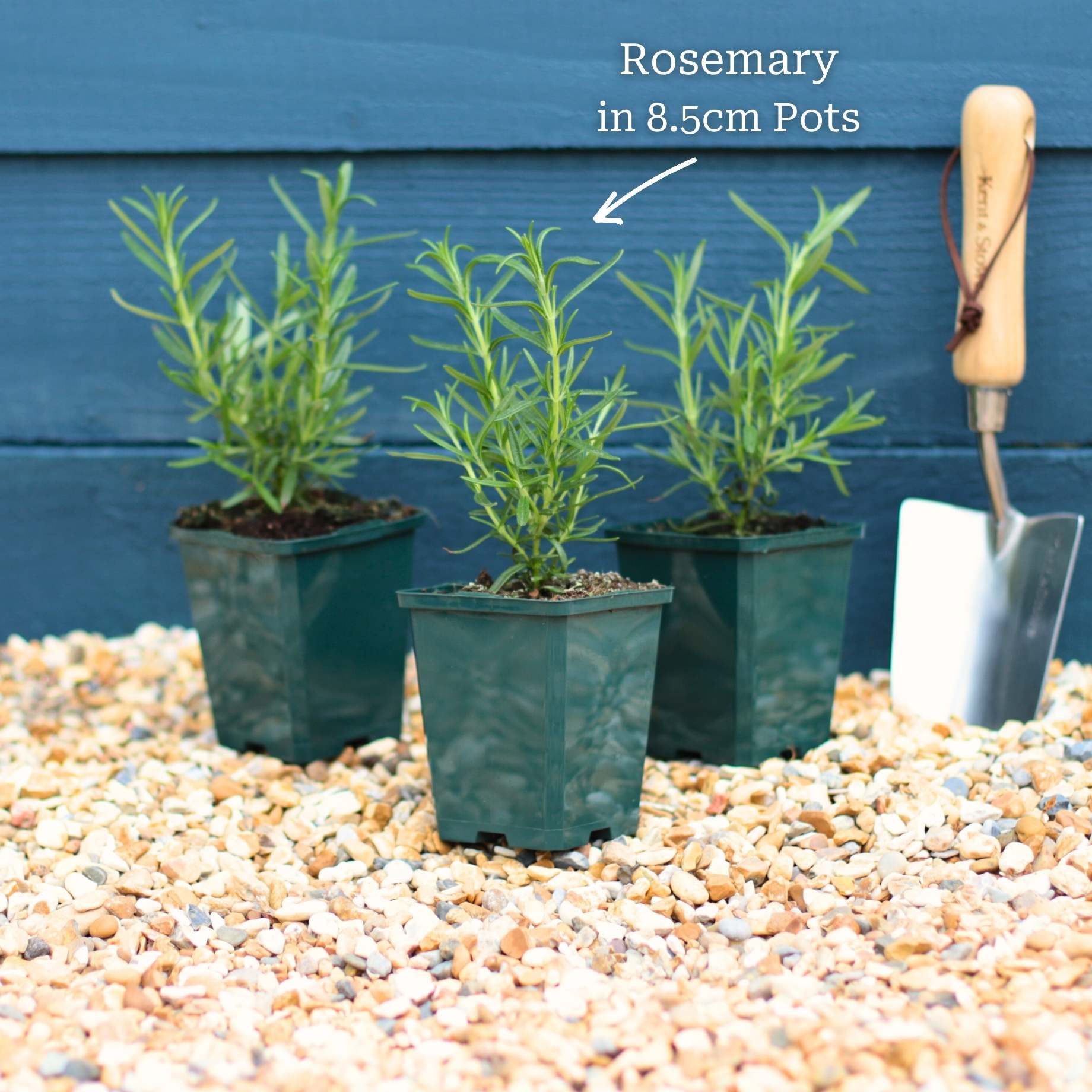 Rosemary Plants - Image 5