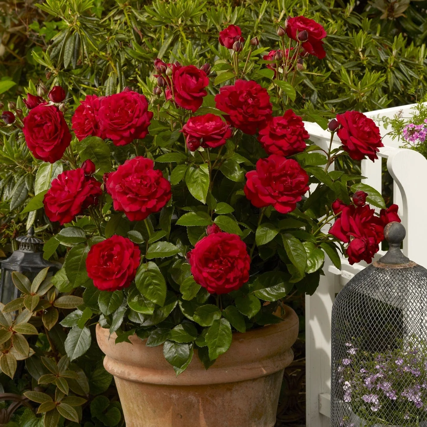 Roses for Shade Collection - Image 4