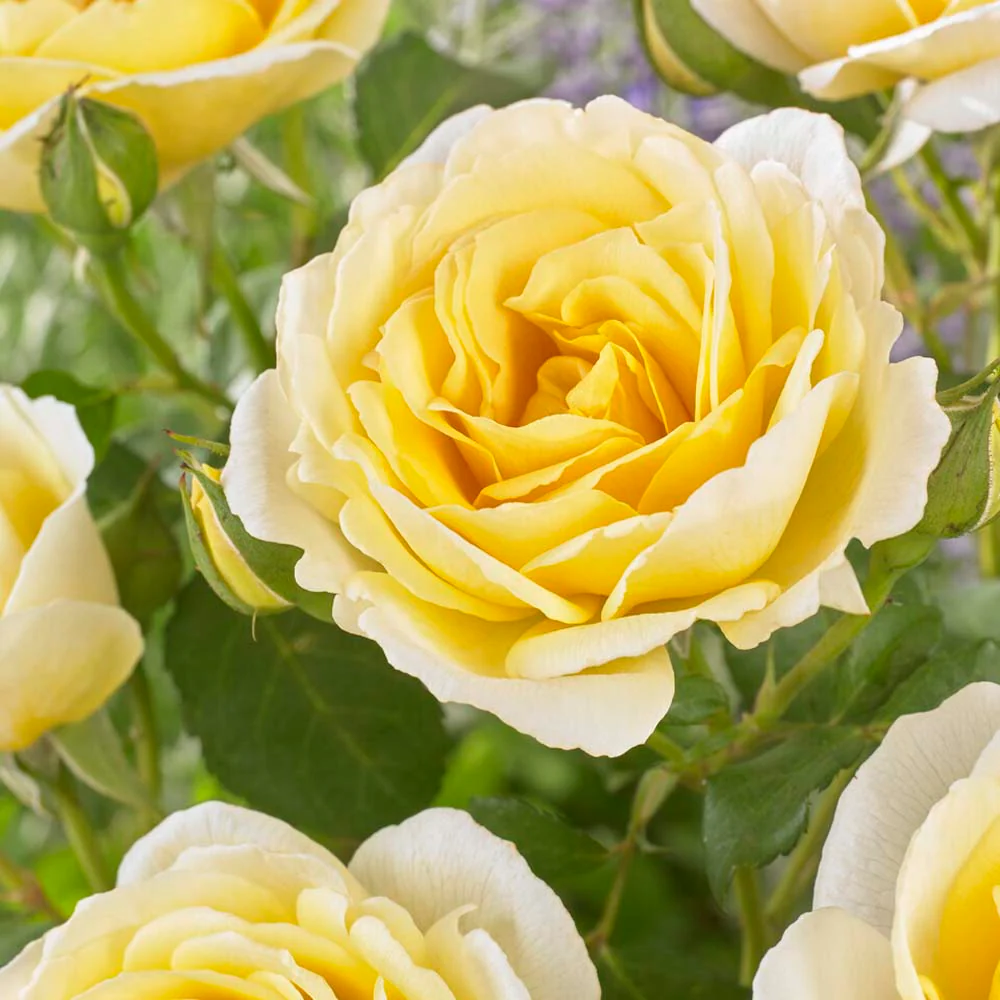 Roses for Shade Collection - Image 5