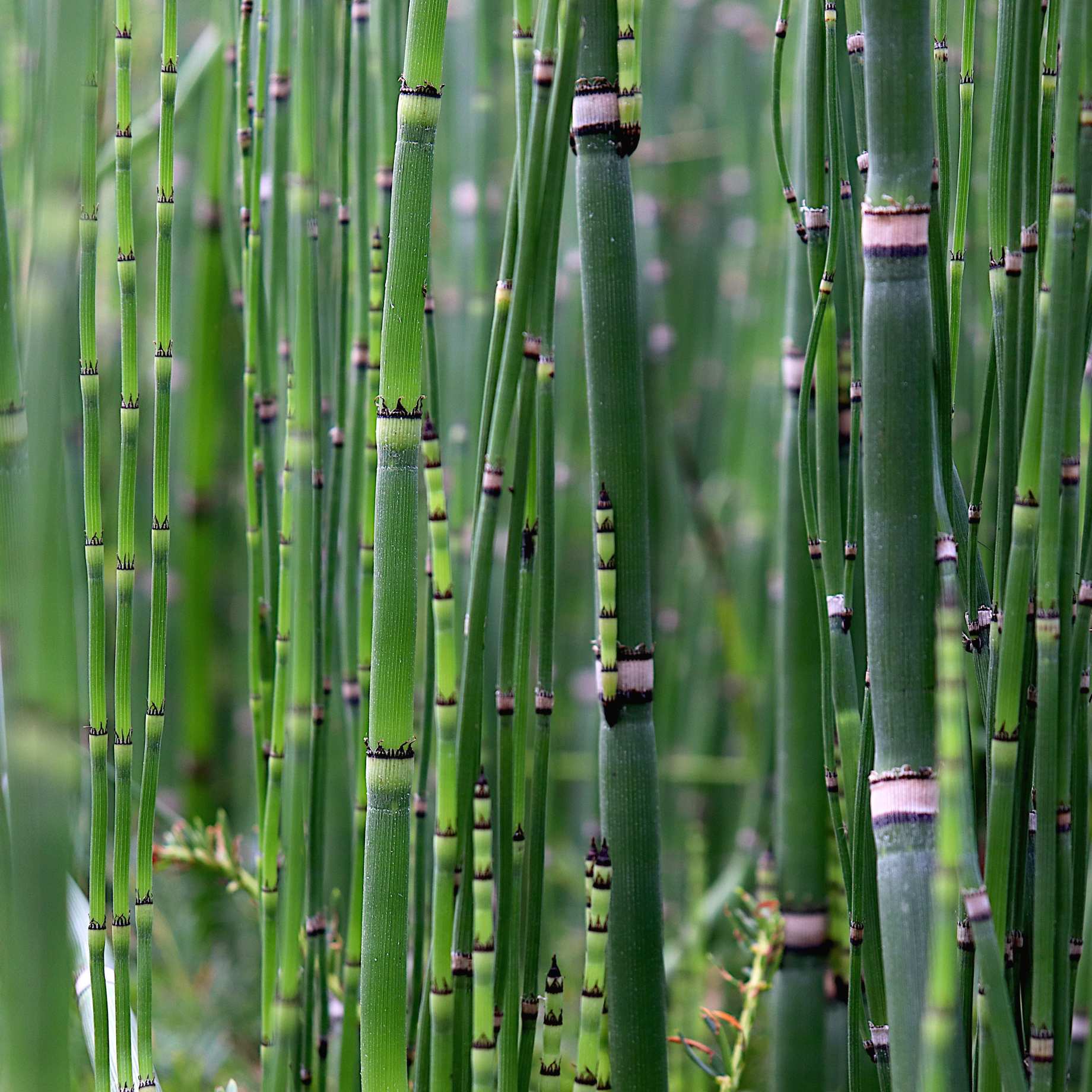 Rough Horsetail | Equisetum hyemale - Image 2