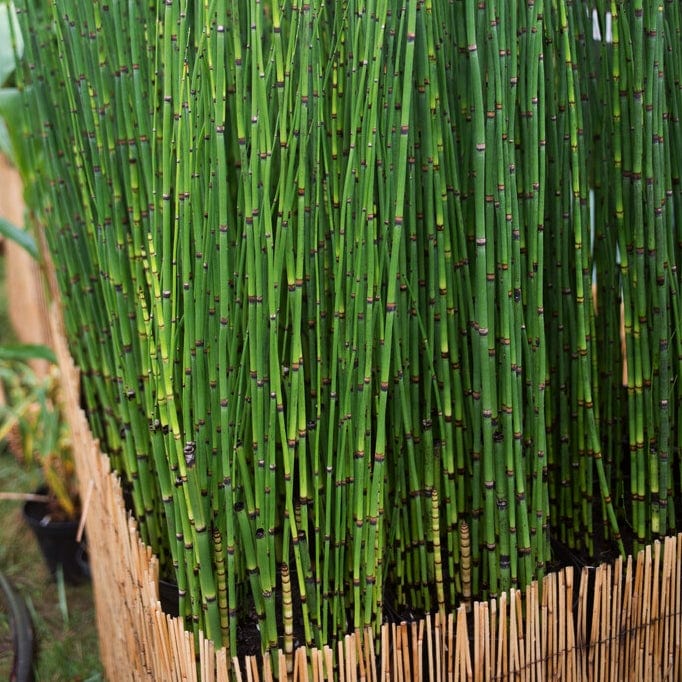 Rough Horsetail | Equisetum hyemale - Image 4