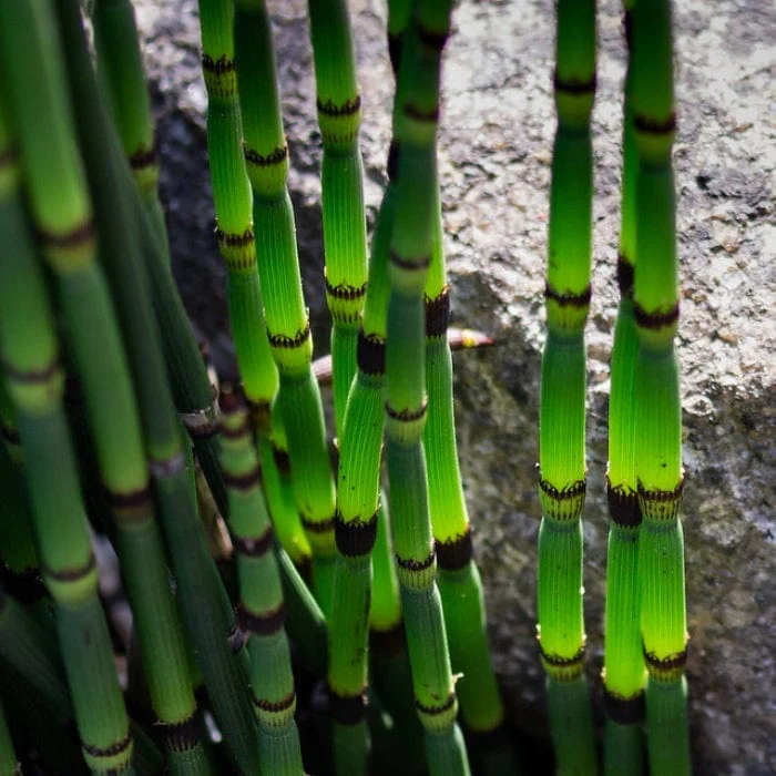 Rough Horsetail | Equisetum hyemale - Image 5