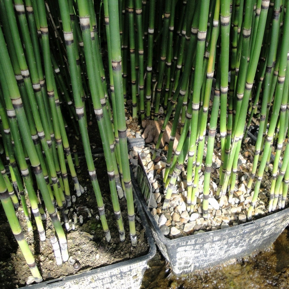 Rough Horsetail | Equisetum hyemale - Image 6