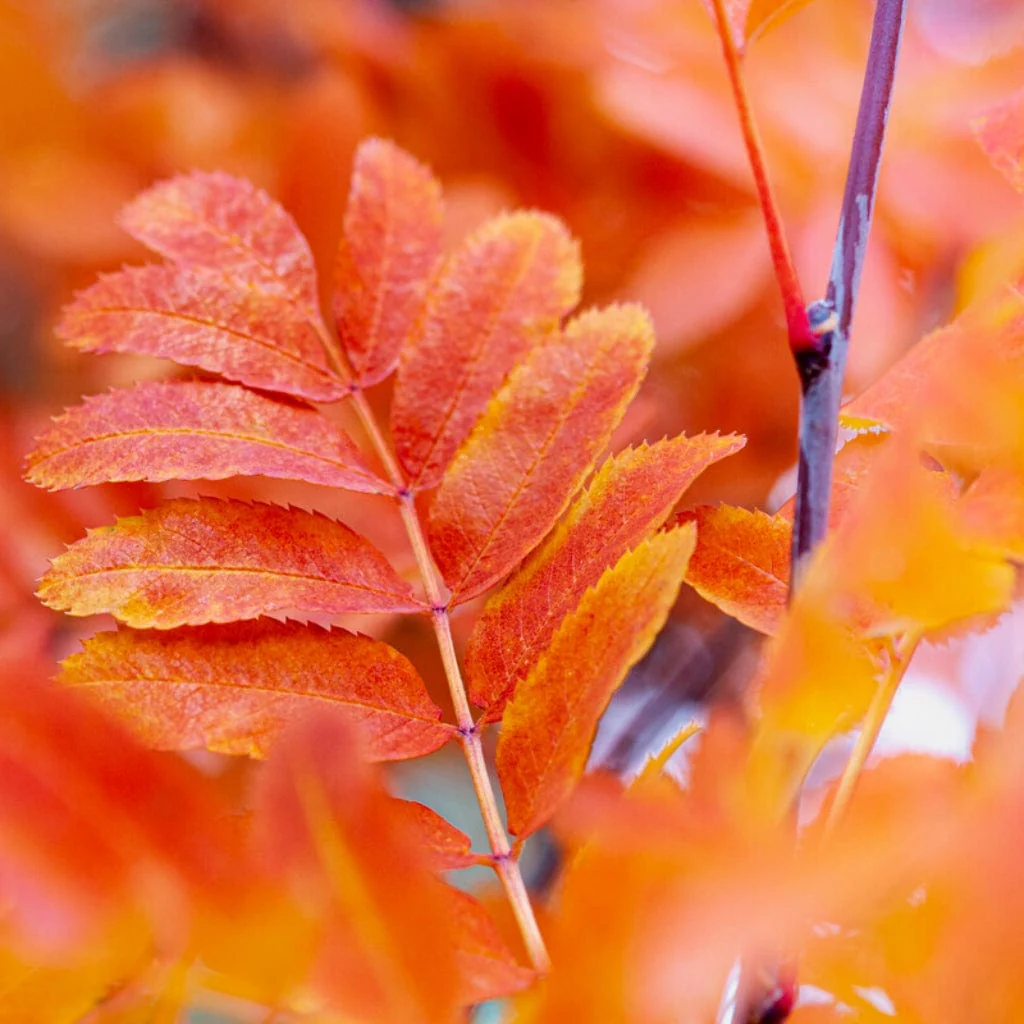 Rowan Hedging | Mountain Ash | Sorbus aucuparia - Image 3