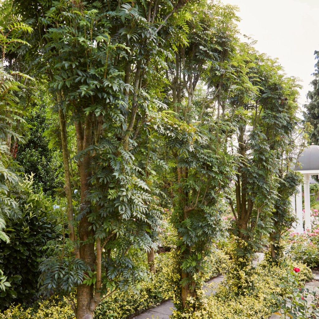 Rowan Hedging | Mountain Ash | Sorbus aucuparia - Image 4