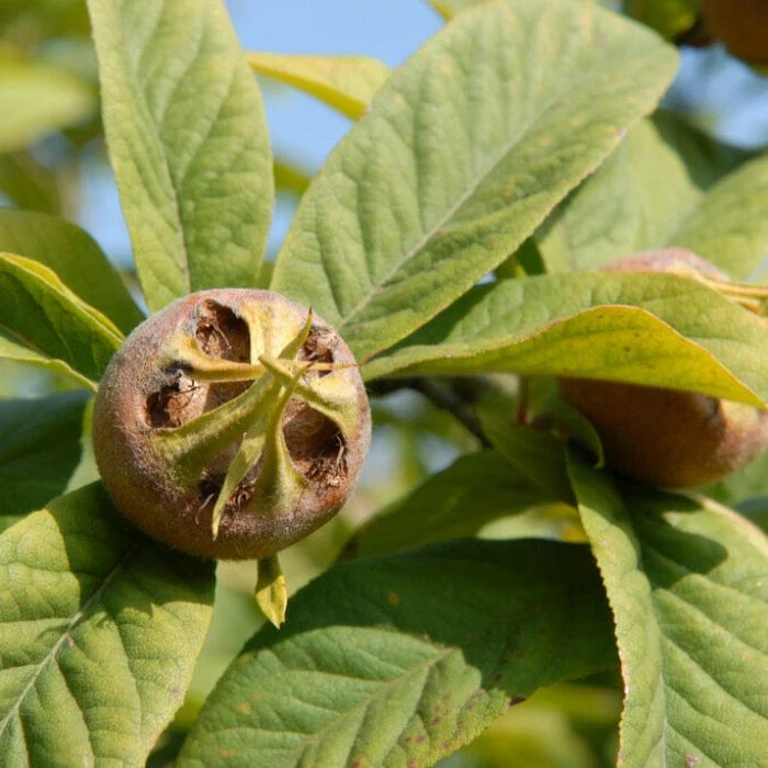 'Royal' Medlar Tree - Image 2