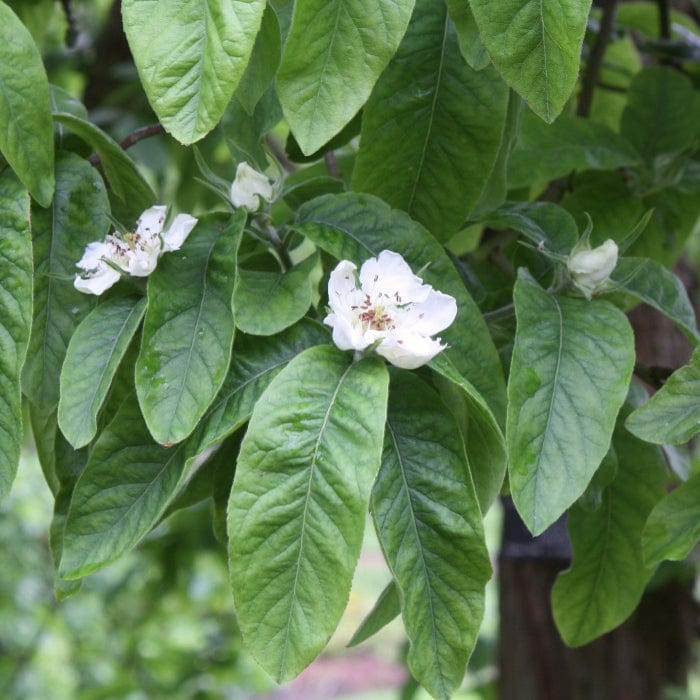 'Royal' Medlar Tree - Image 4