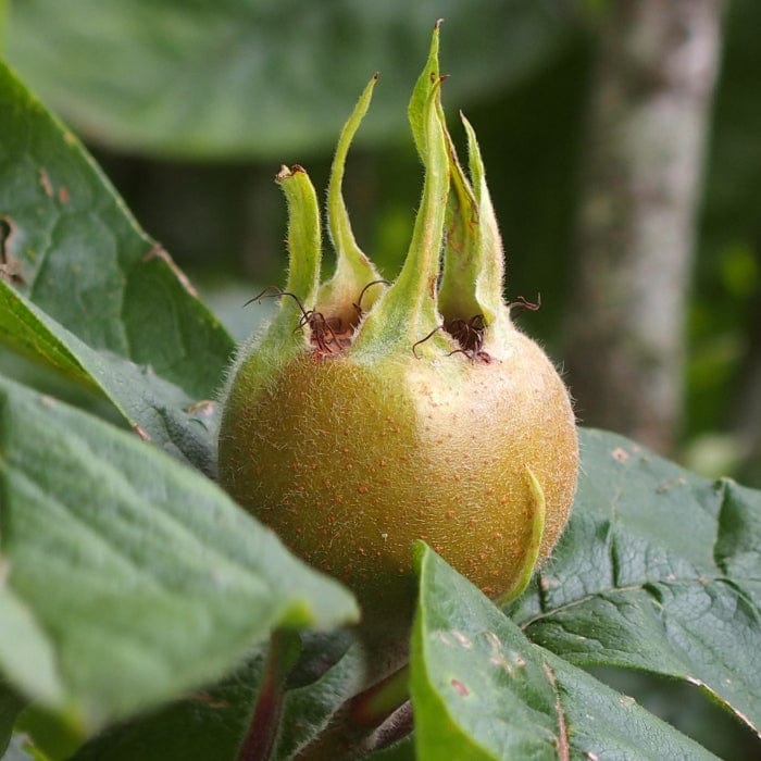'Royal' Medlar Tree - Image 5
