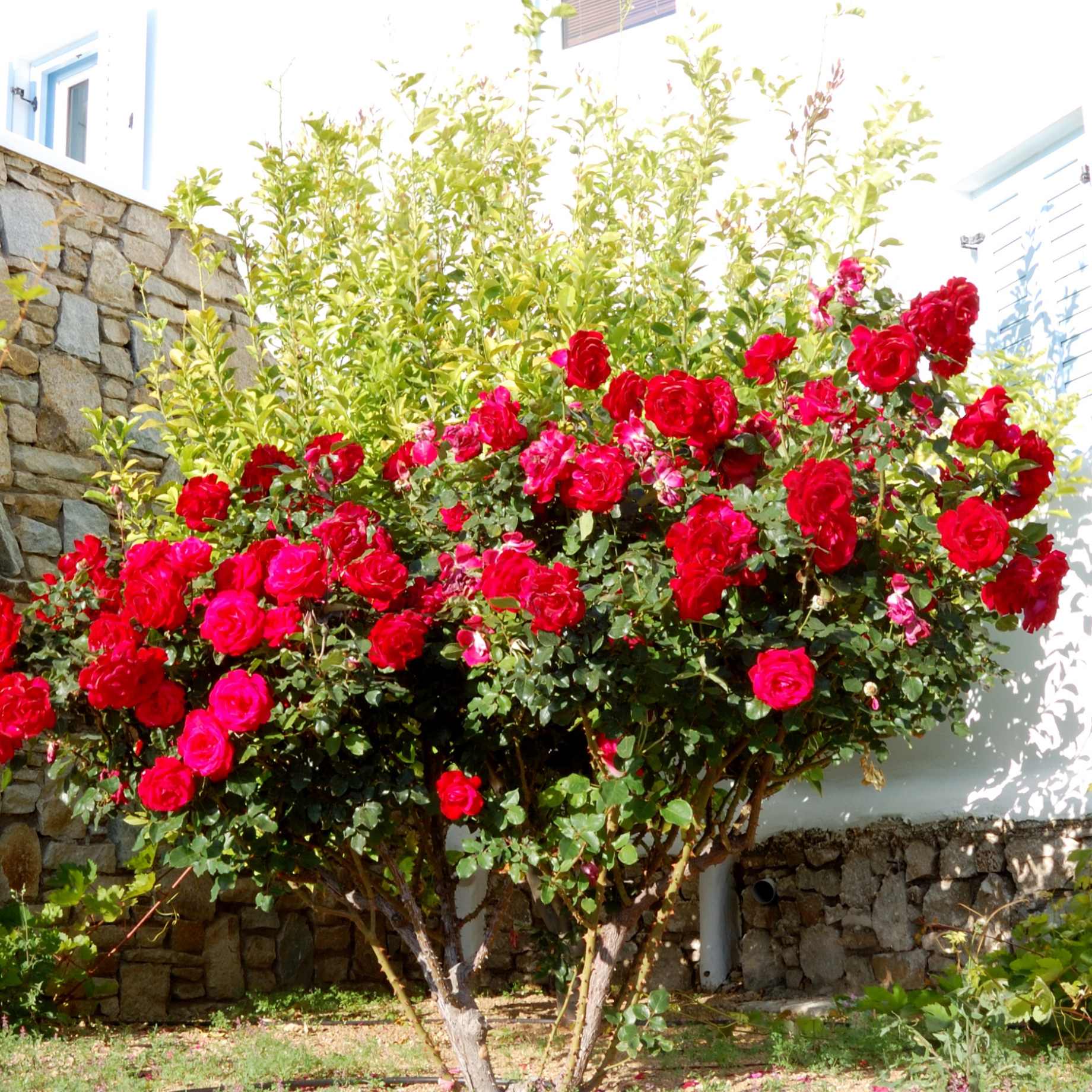 'Royal Parfuma®' Scented Hybrid Tea Rose - Image 2
