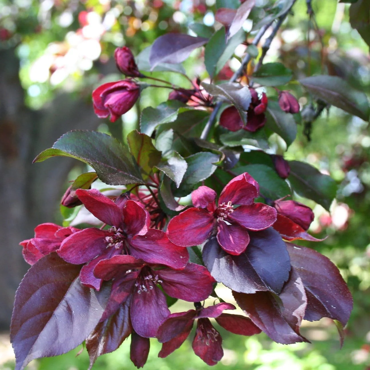 'Royalty' Crabapple Tree - Image 3