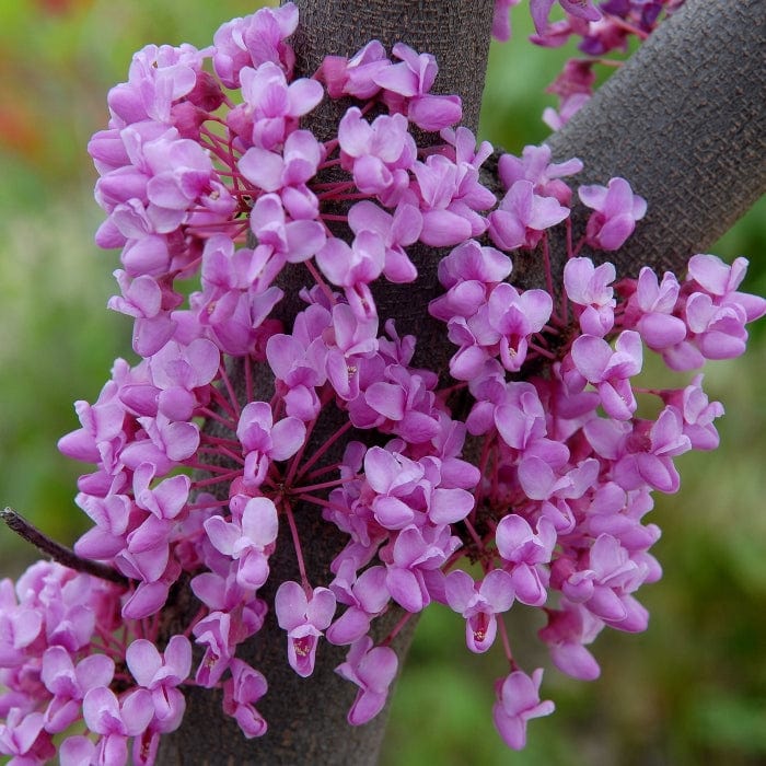 'Ruby Falls' Weeping Redbud Tree | Cercis canadensis - Image 3