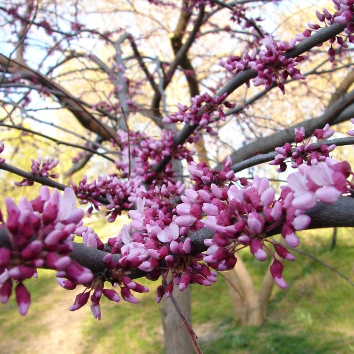 'Ruby Falls' Weeping Redbud Tree | Cercis canadensis - Image 4