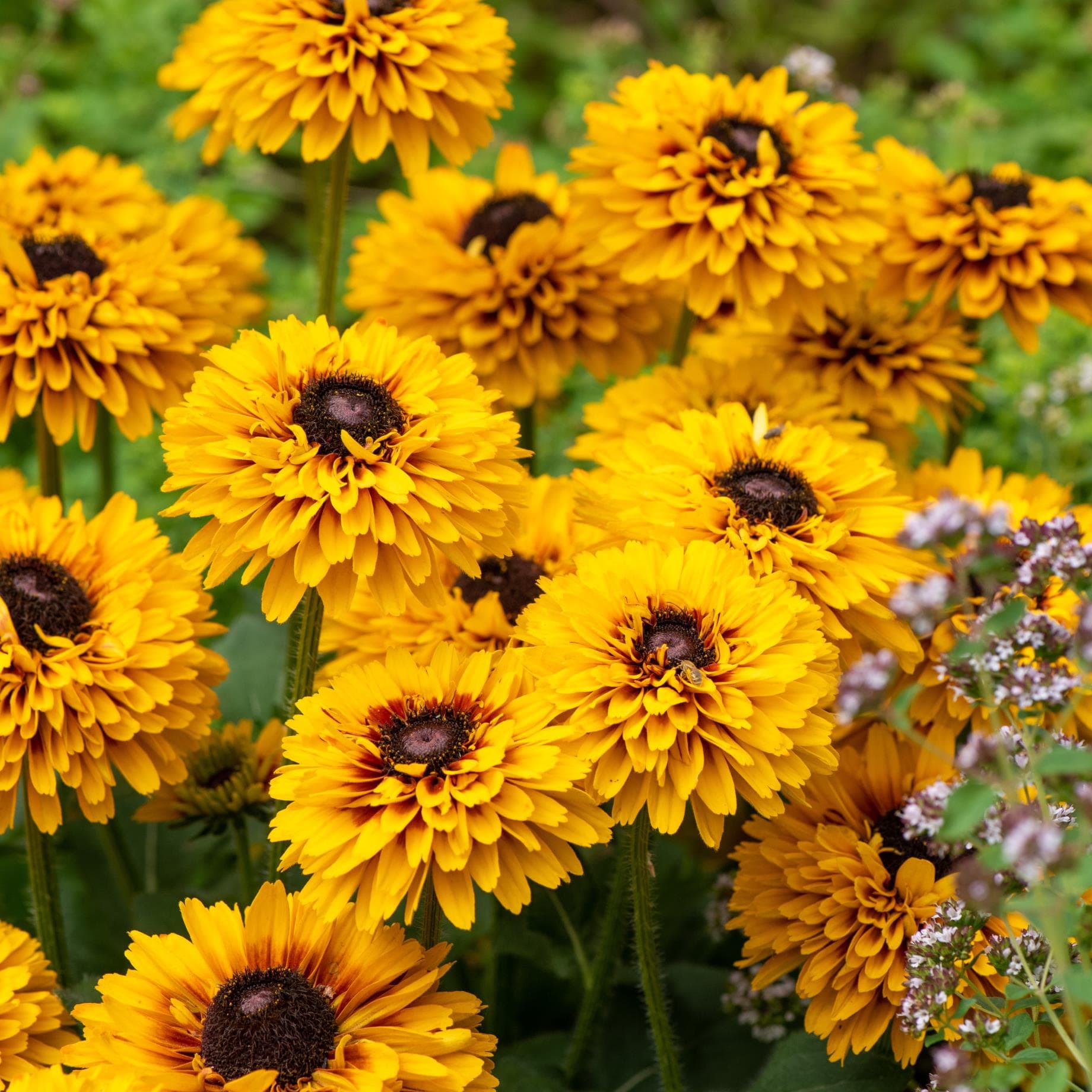 Rudbeckia 'Double Kissing SmileyZ' - Image 3