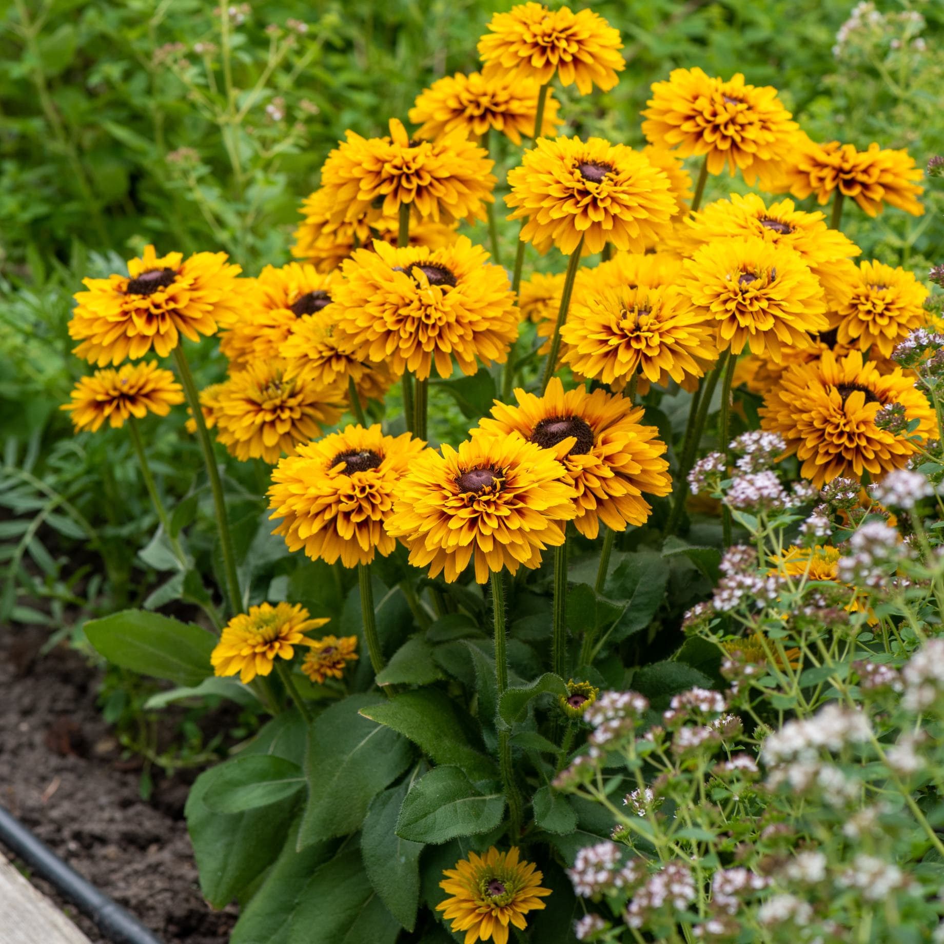 Rudbeckia 'Double Kissing SmileyZ' - Image 4