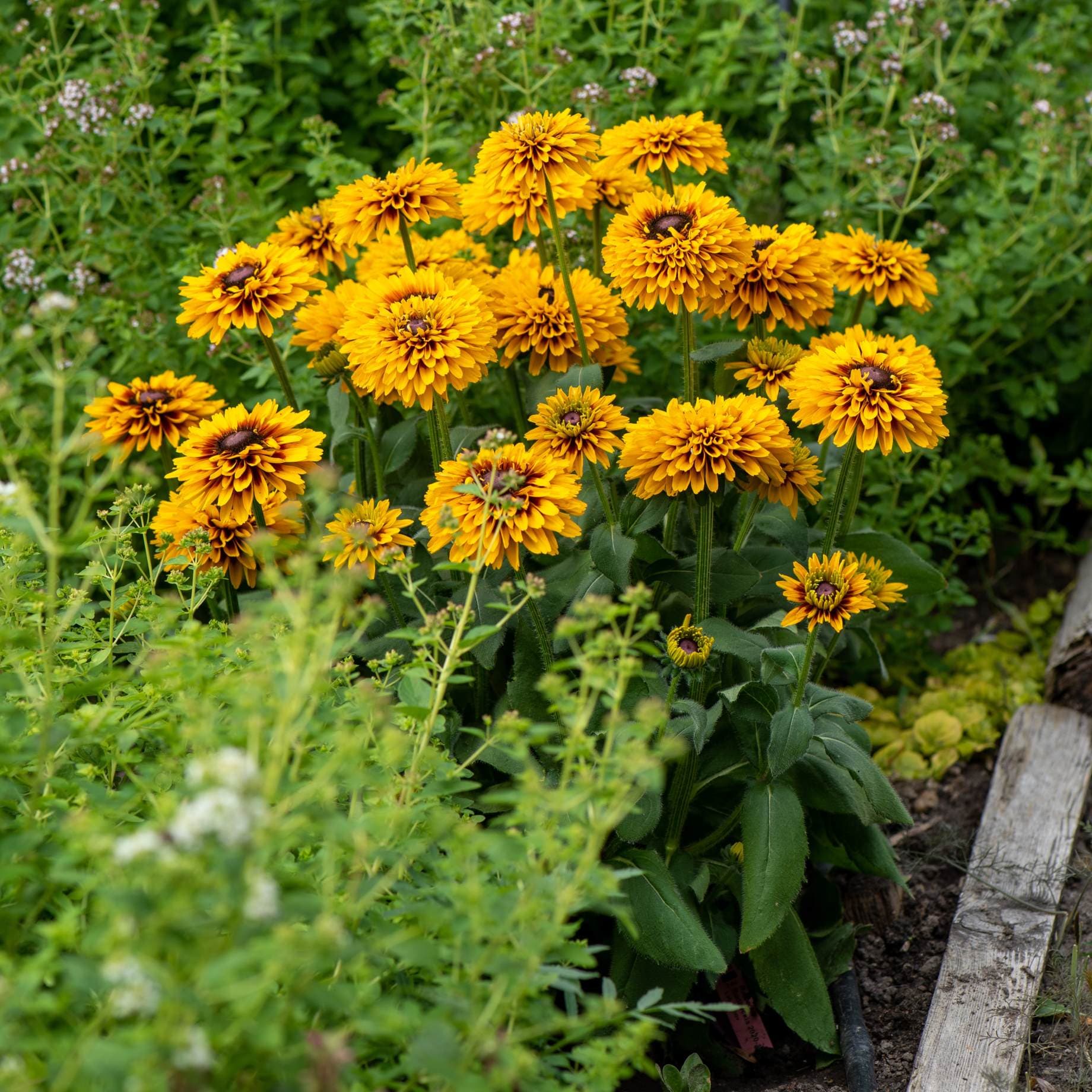Rudbeckia 'Double Kissing SmileyZ' - Image 5