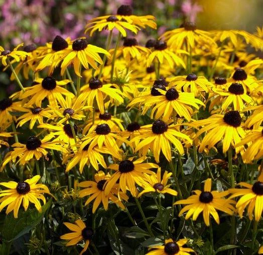 Rudbeckia 'Little Gold Star' - Image 2