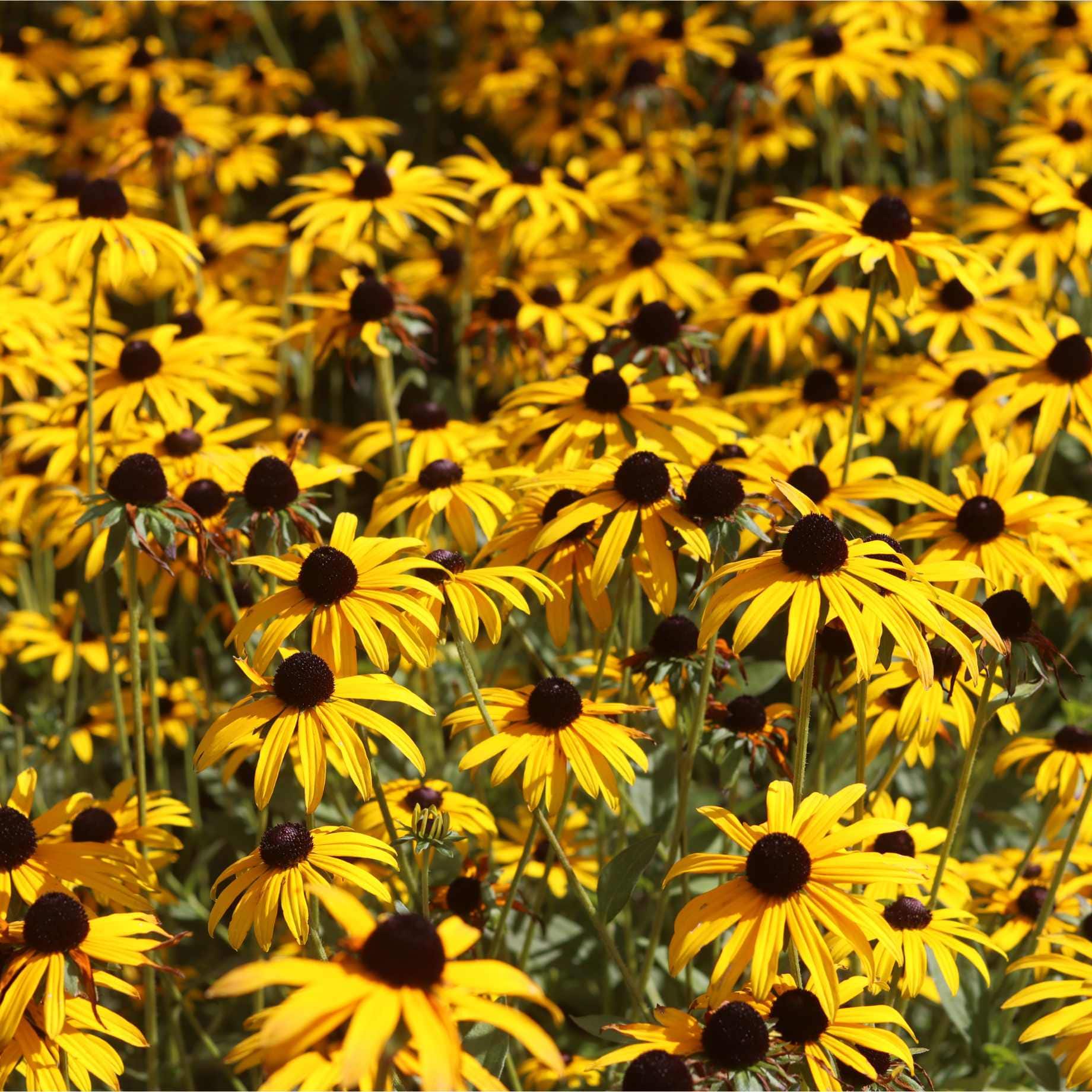 Rudbeckia 'Little Gold Star' - Image 3
