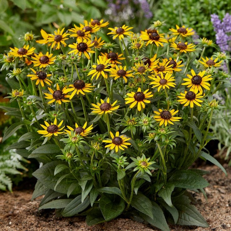 Rudbeckia 'Little Gold Star' - Image 4