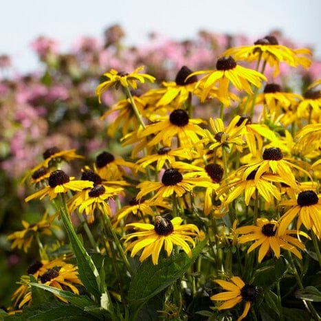 Rudbeckia 'Little Gold Star' - Image 5