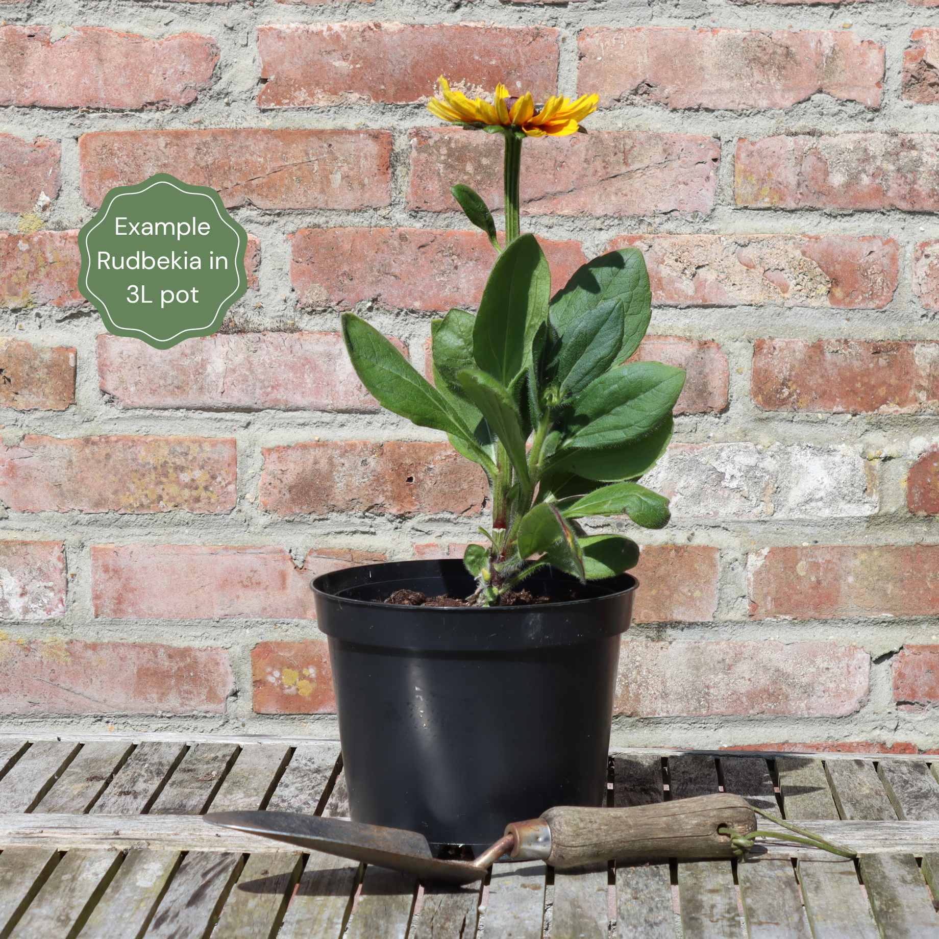 Rudbeckia 'Little Gold Star' - Image 7