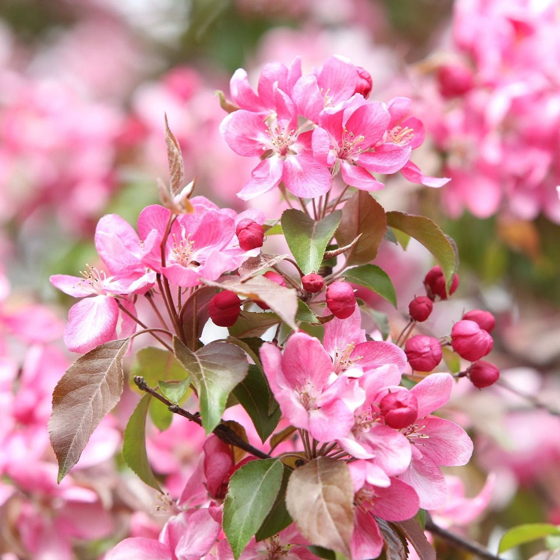 'Rudolph' Crabapple Tree