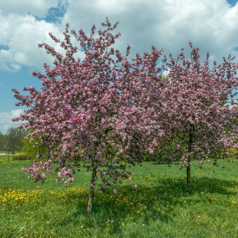 'Rudolph' Crabapple Tree - Image 2