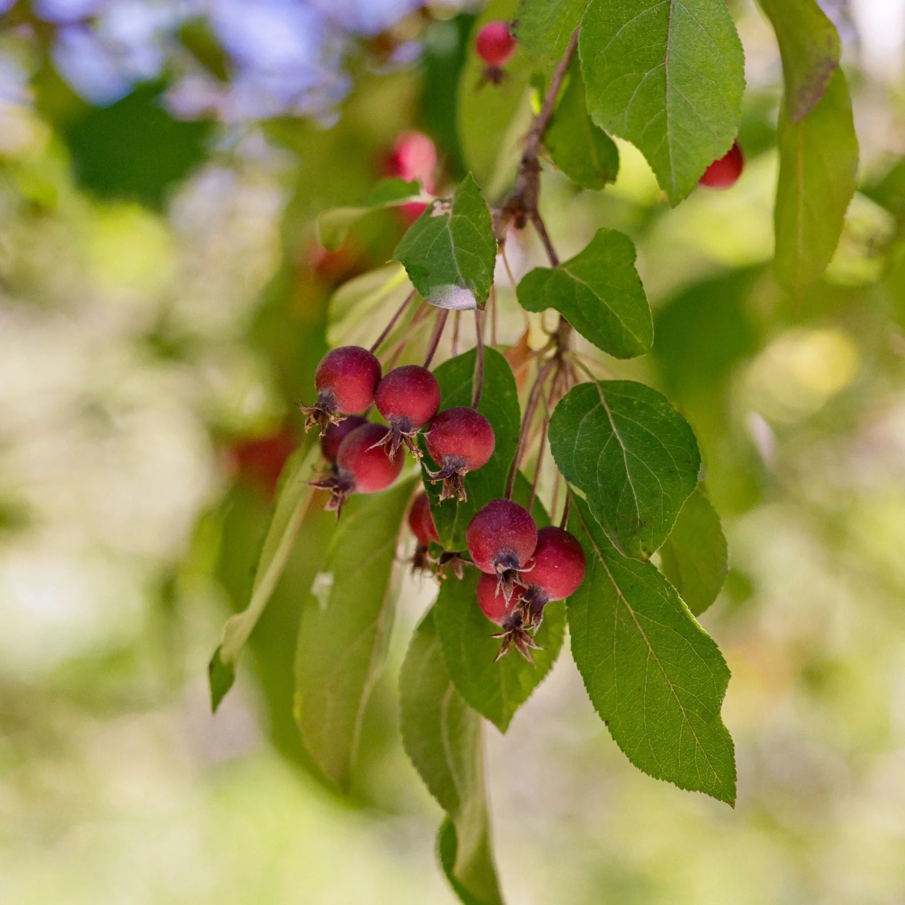 'Rudolph' Crabapple Tree - Image 3