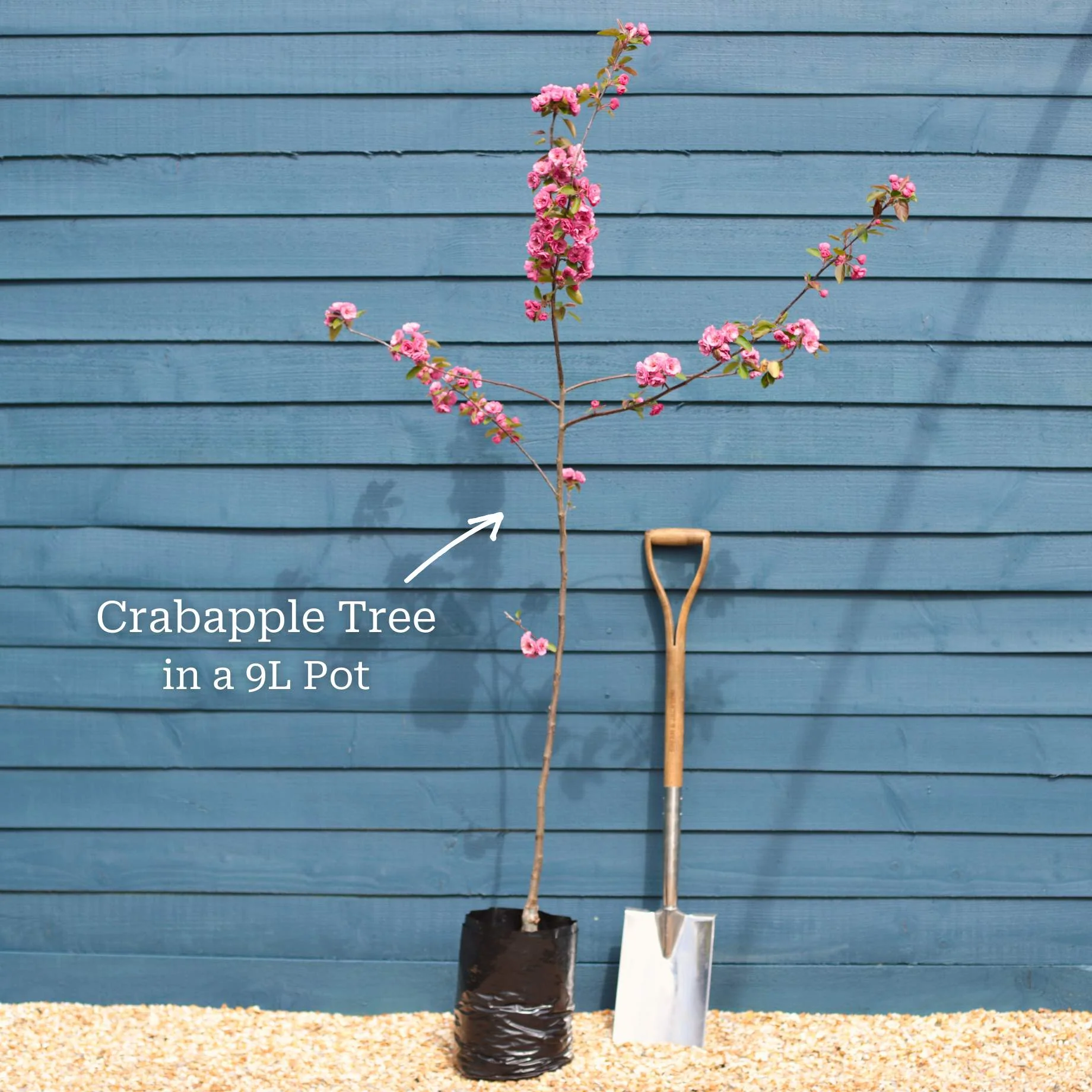 Japanese Crabapple Tree | Malus floribunda - Image 5