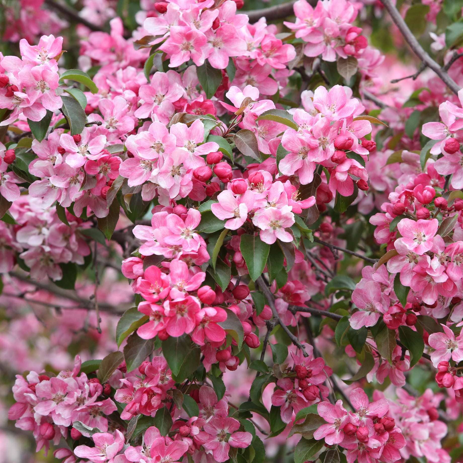'Rudolph' Crabapple Tree - Image 5
