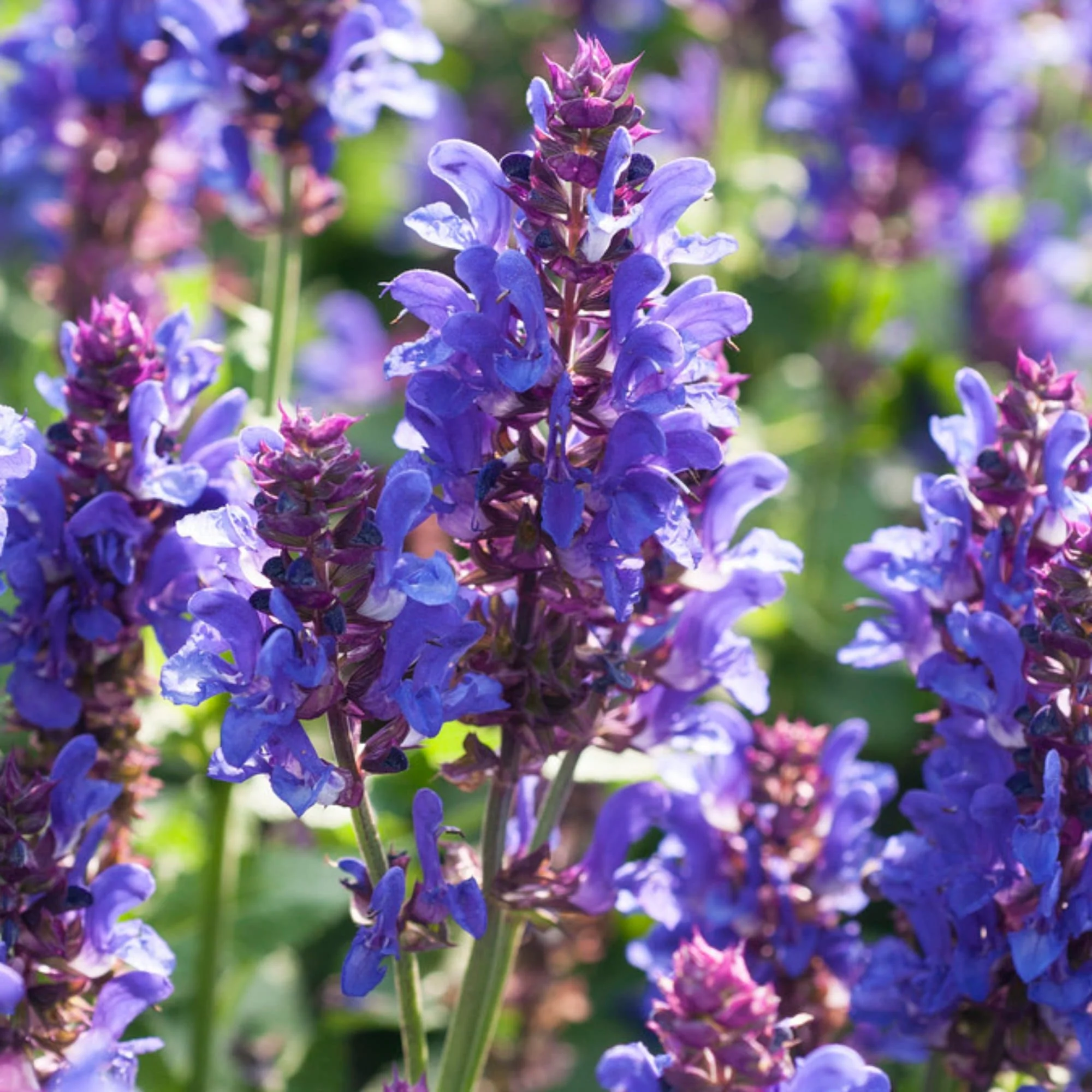 Salvia 'Blue Marvel' - Image 2
