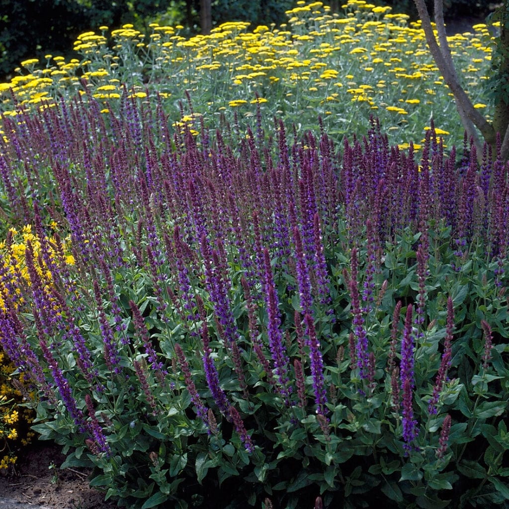 Salvia 'Merleau Blue' - Image 2