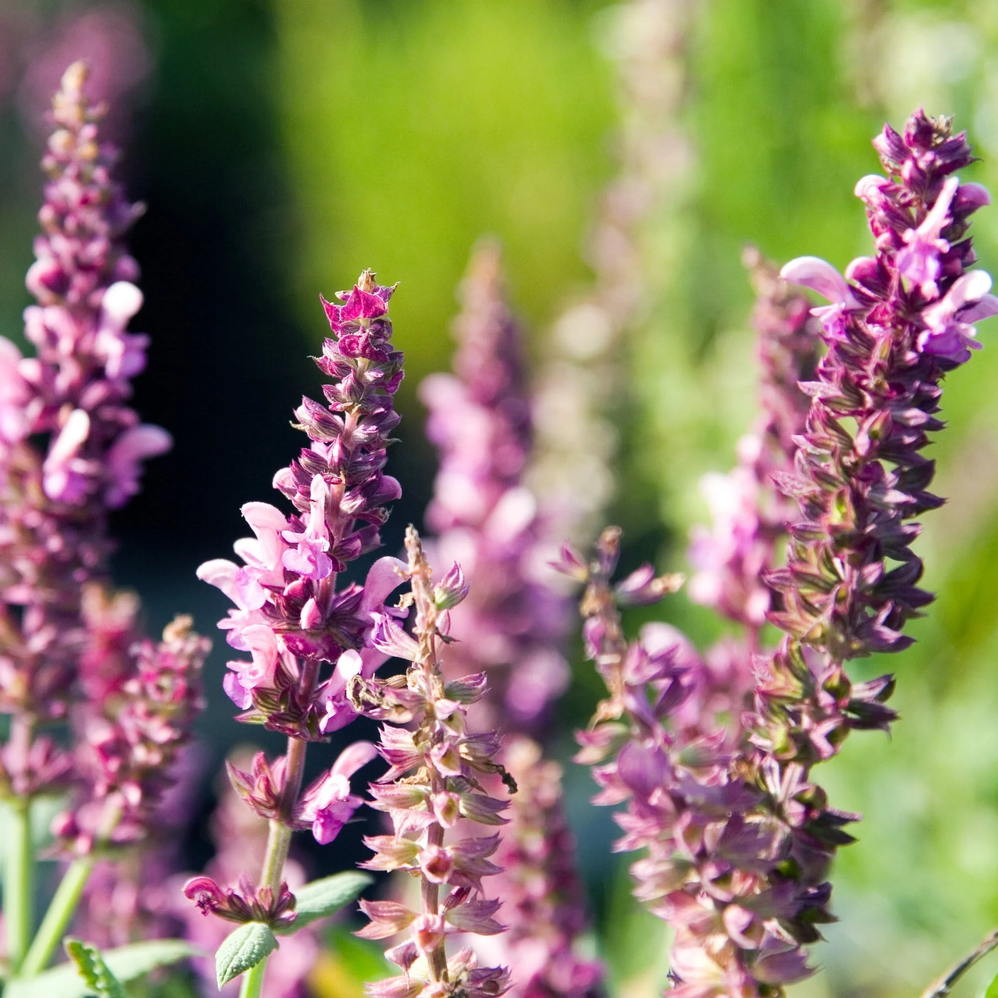 Salvia 'Rose Marvel' - Image 2