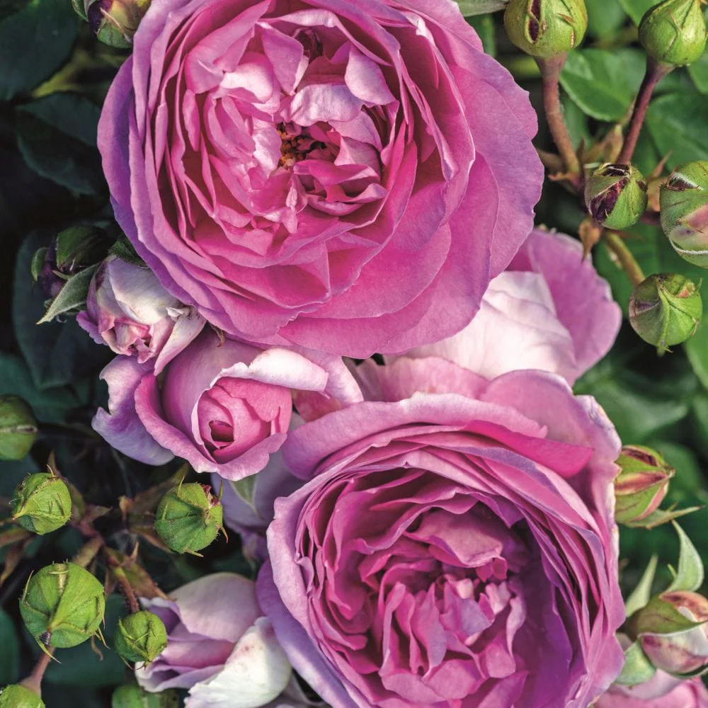 'Saphir' Shrub Rose - Image 2