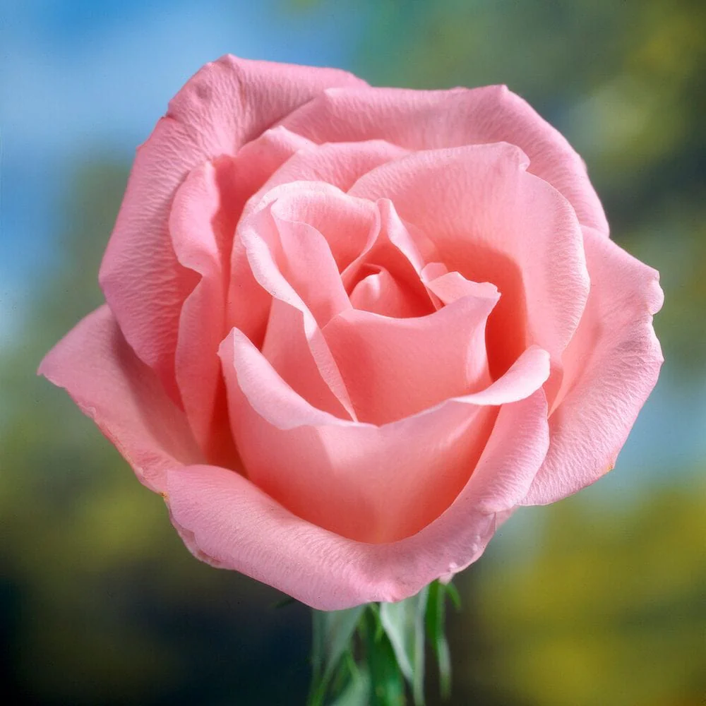 'Saphir' Shrub Rose - Image 3