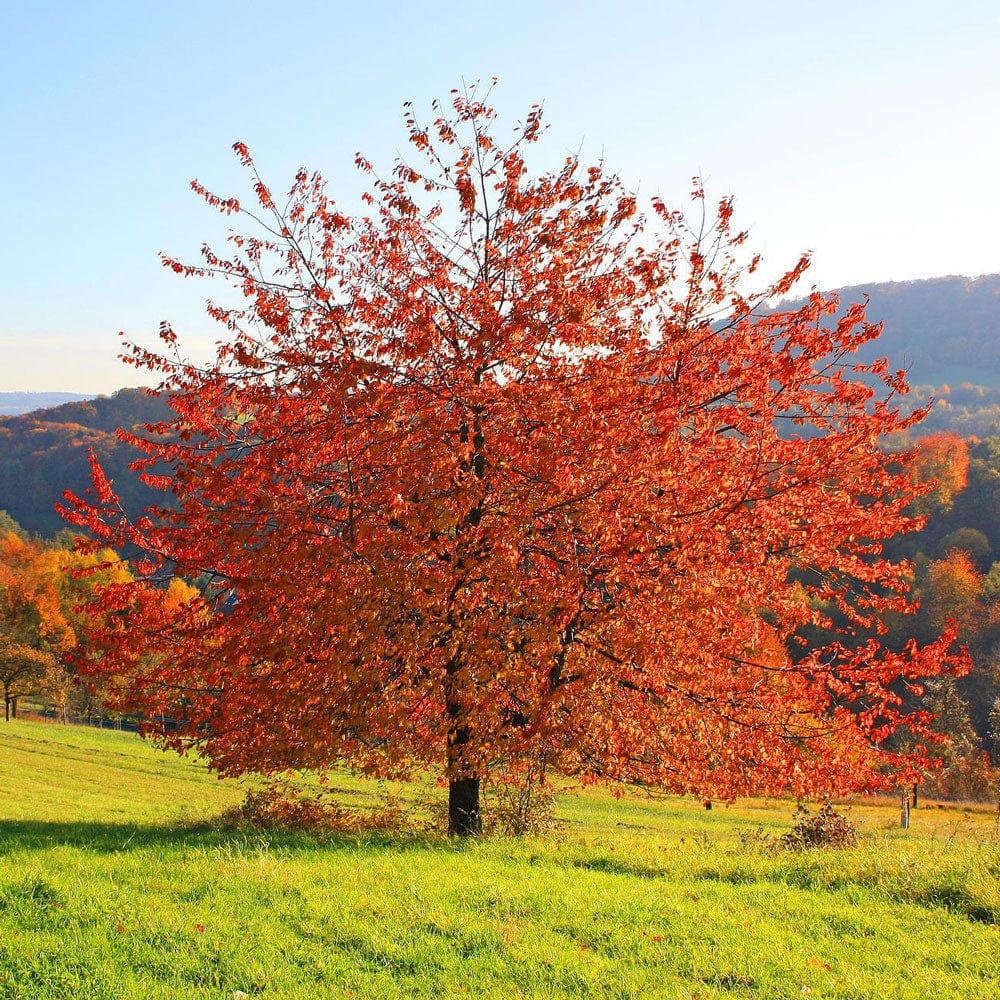 Sargent's Cherry Blossom Tree | Prunus sargentii